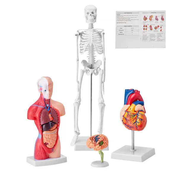 Modelo anatomia humana bundle, cérebro, torso, coração, esqueleto