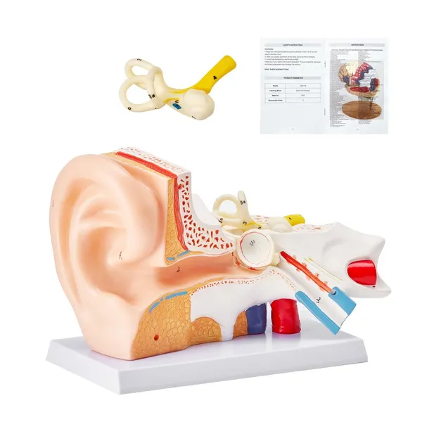 Modelo anatomia orelha humana 3 partes ampliado 5x