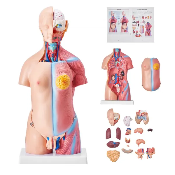Modelo Anatomia Humana, 23 Peças, 18 Polegadas, Removível