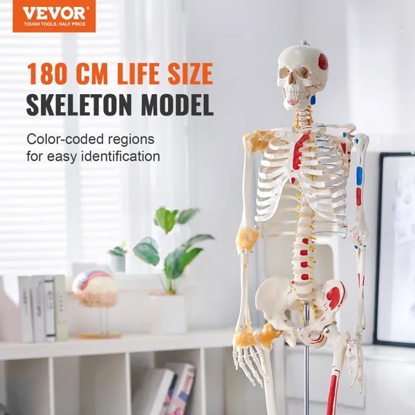 Esqueleto humano 1820 mm, PVC articulado, modelo anatomia