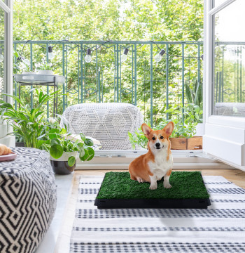 Sanita pour chiens avec gazon artificiel et bac Sanita intérieur pour animaux de compagnie estimé avec bac lavable 51x63x6 cm vert